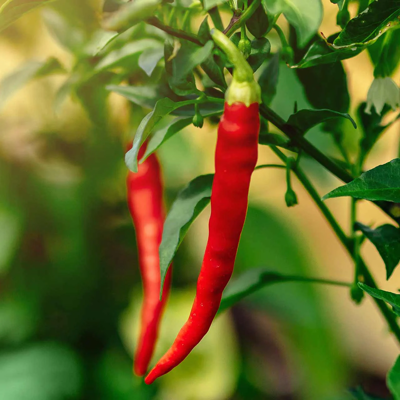 Cayenne Pepper
