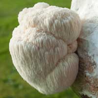 Lion's Mane Mushroom