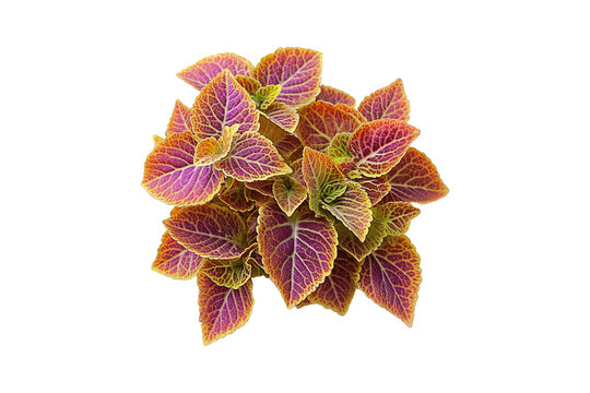 Coleus Forskohlii Root Extract
