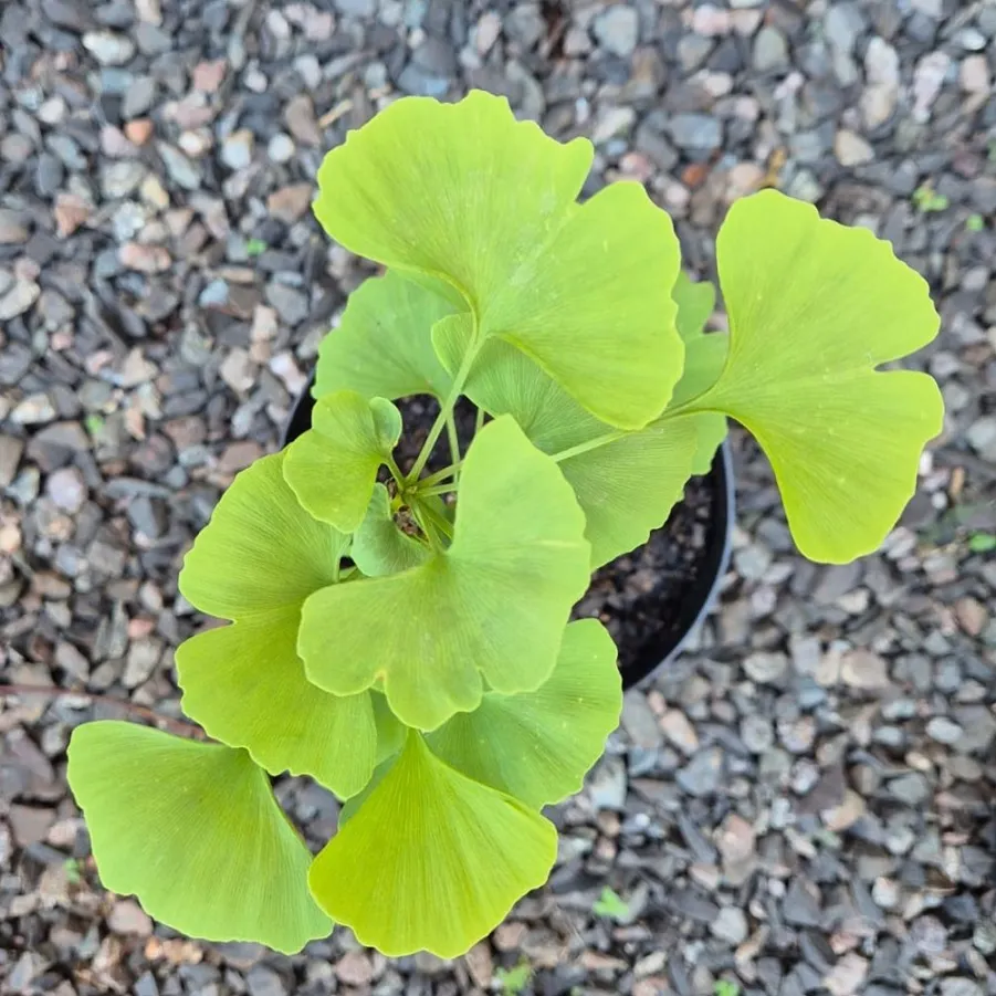 Ginkgo Biloba