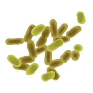 Lactobacillus reuteri