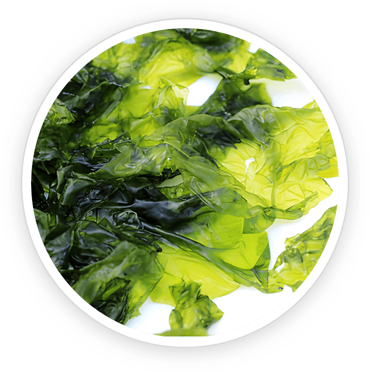 Nori Yaki