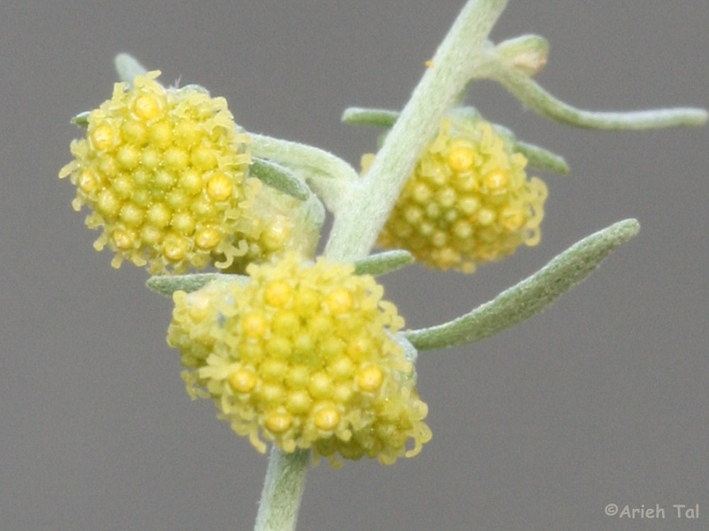 Wormwood