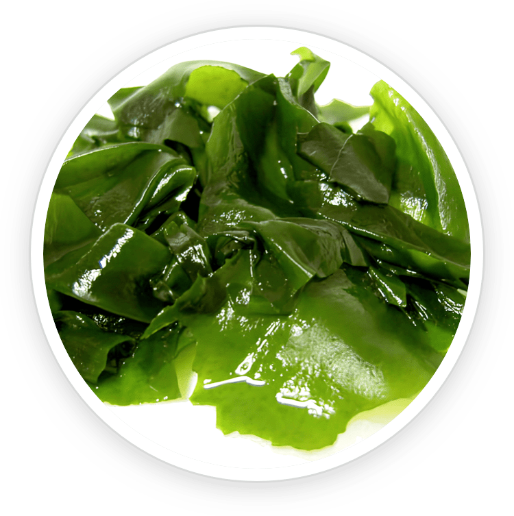 Sea Mustard